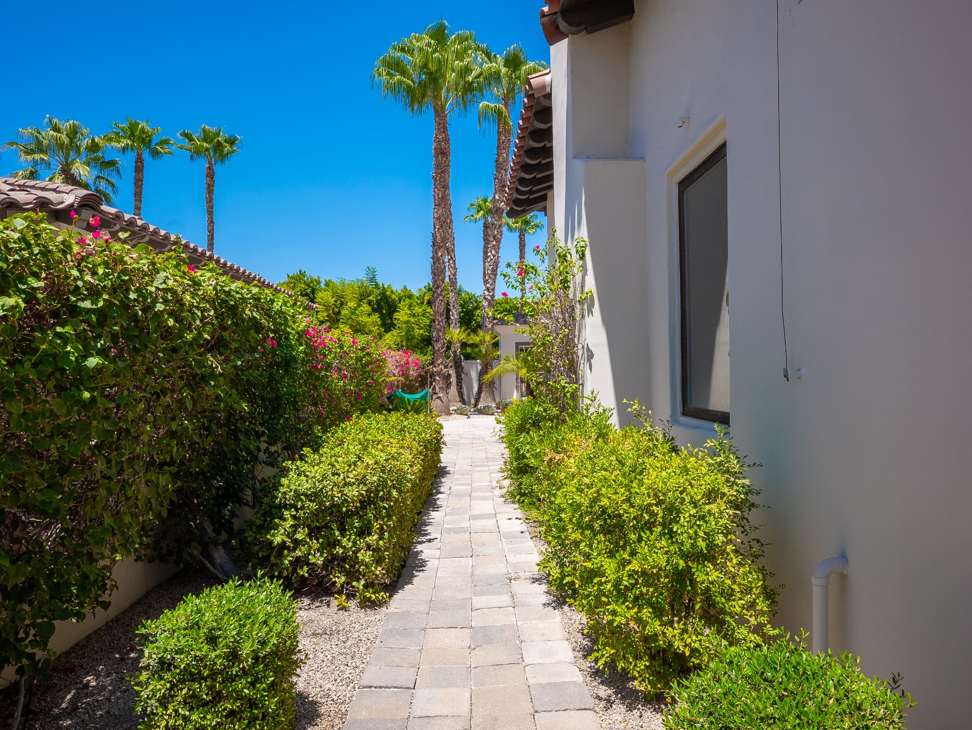 Paver garden path framed by bougainvillea and hedges